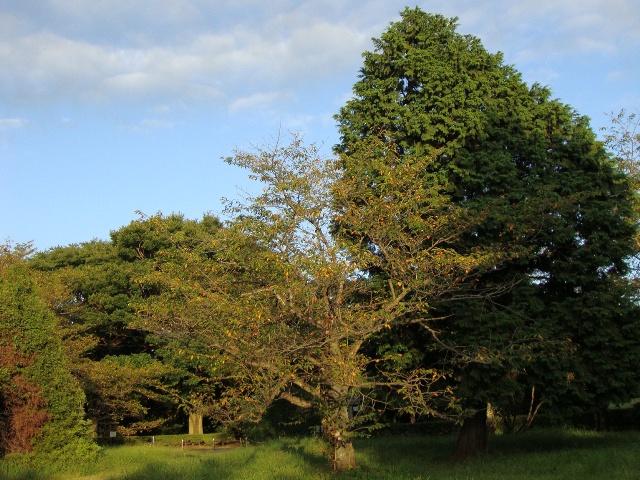 初秋_a0126590_22462214.jpg