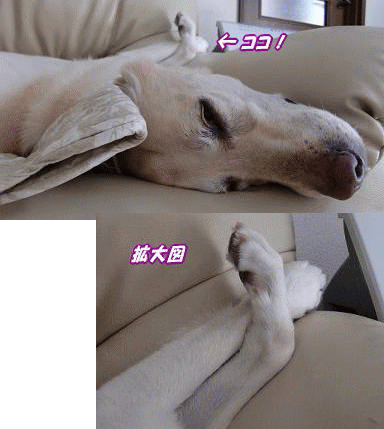 c0028792_22554061.gif