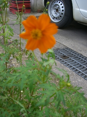 オレンジ色。_a0045293_1023174.jpg
