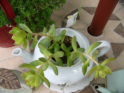 a0123003_170736.jpg