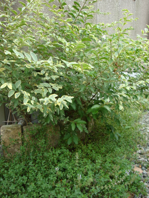 e0175905_2065052.jpg