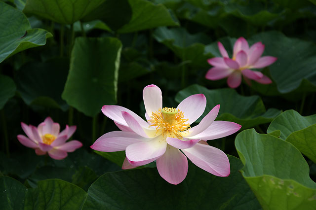 田中神社横大賀ハス_b0086508_20254649.jpg