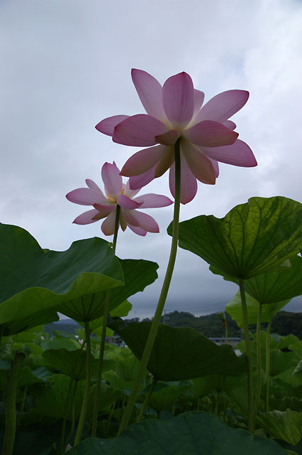 田中神社横大賀ハス_b0086508_2025484.jpg