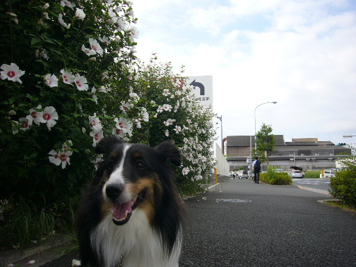 e0130008_2085856.jpg