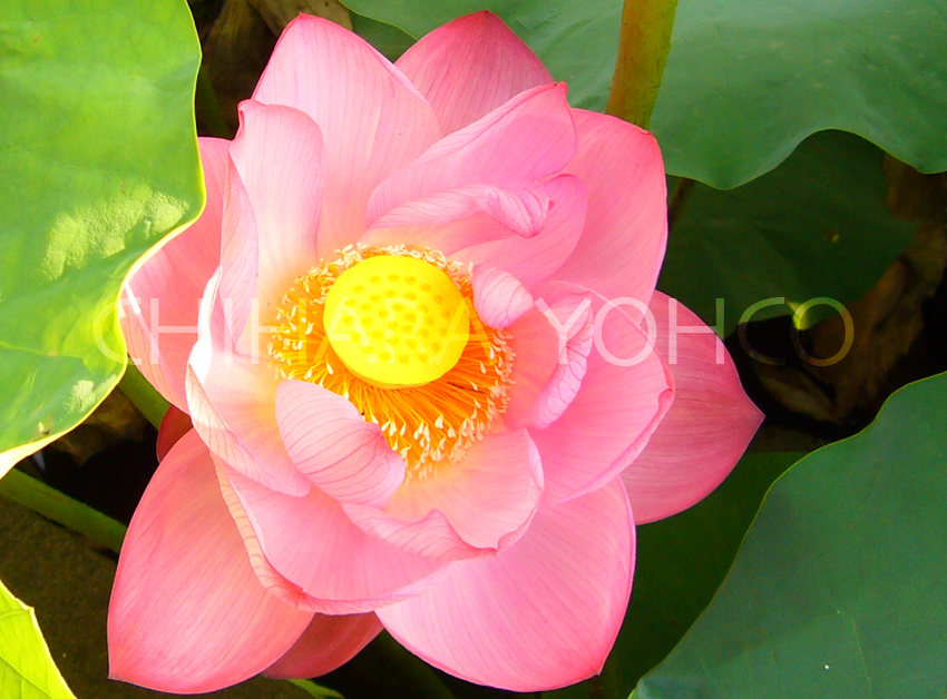 蓮華の四徳_b0025511_10292319.jpg