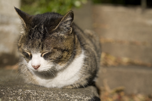 kamakura cat_c0182022_22414962.jpg