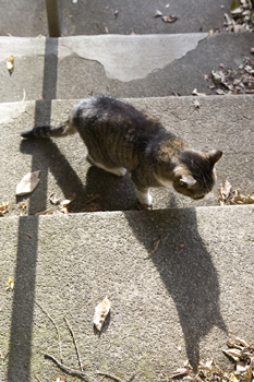 kamakura cat_c0182022_22422691.jpg