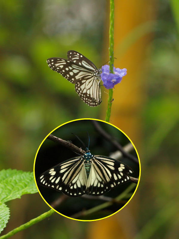 20090823 インド南部（ケララ）の蝶：その他 : NATURE DIARY