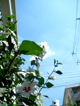 夏草にのびた給水塔の影を見ていた 書家 髙野こうじのつれづれ日記