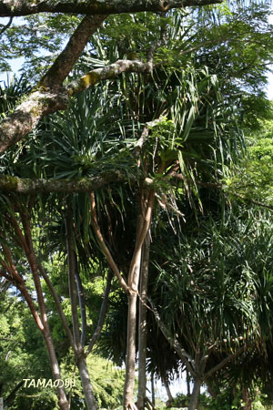 c0024729_22233283.jpg