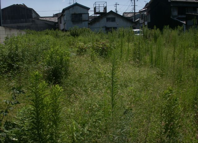 d0094543_7331590.jpg