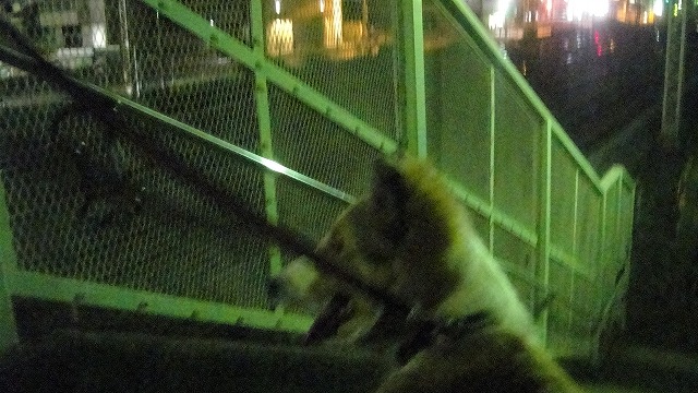 お散歩・夜コース_e0195743_21262039.jpg