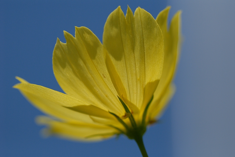 すいれんの花_a0137455_1882513.jpg