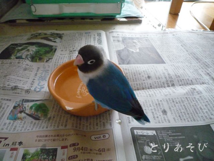 ぼっふぼふ_e0147757_20161940.jpg