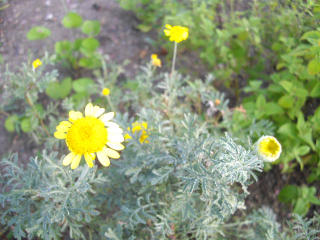 d0116059_21162046.jpg