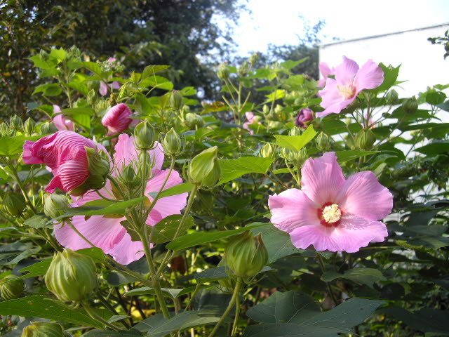 日本庭園で見かけた花たち_d0116059_21403455.jpg