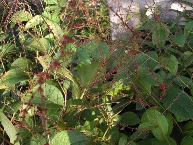 d0116059_21433067.jpg