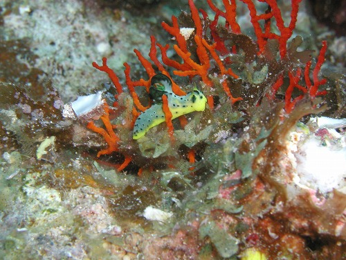 c0180460_74710.jpg