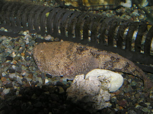 巨大ストーンフィッシュ リミックス名東店熱帯魚 巨大ストーンフィッシュ リミックス名東店熱帯魚