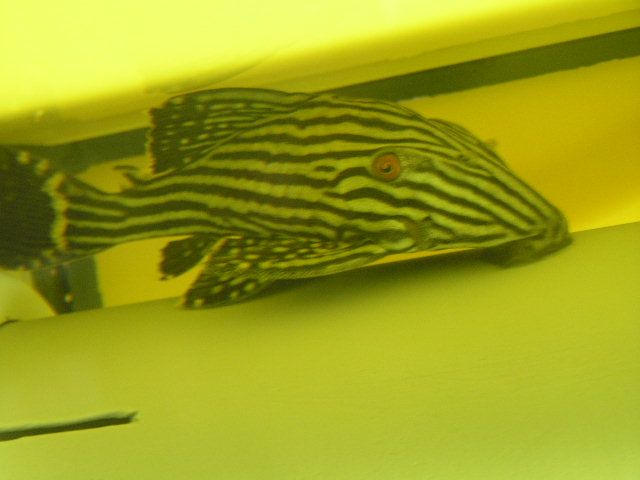 巨大ストーンフィッシュ リミックス名東店熱帯魚 巨大ストーンフィッシュ リミックス名東店熱帯魚