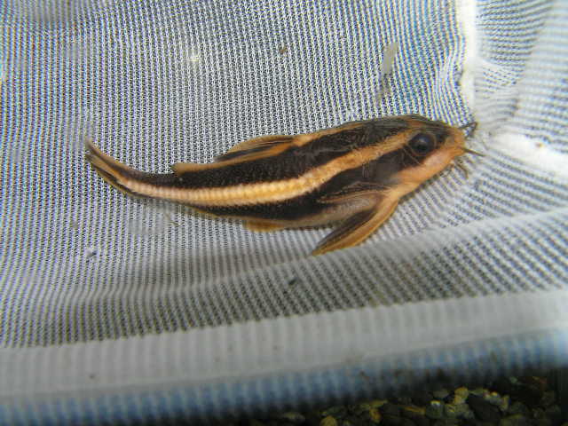 巨大ストーンフィッシュ リミックス名東店熱帯魚