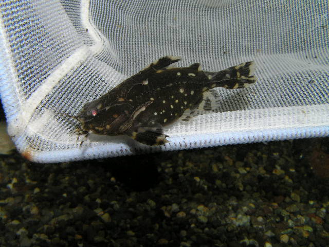 巨大ストーンフィッシュ リミックス名東店熱帯魚 巨大ストーンフィッシュ リミックス名東店熱帯魚