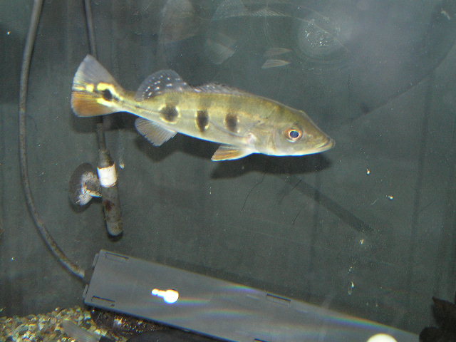 巨大ストーンフィッシュ リミックス名東店熱帯魚 巨大ストーンフィッシュ リミックス名東店熱帯魚