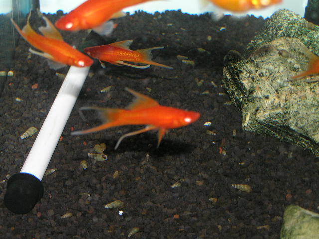 巨大ストーンフィッシュ リミックス名東店熱帯魚 巨大ストーンフィッシュ リミックス名東店熱帯魚
