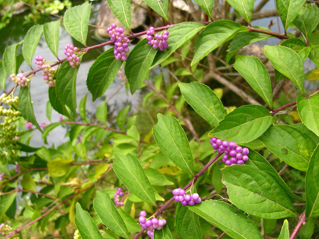 e0024081_1330251.jpg