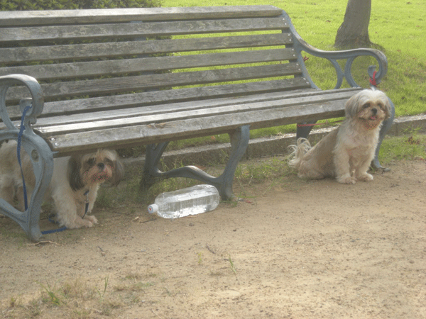 e0066883_21284068.gif