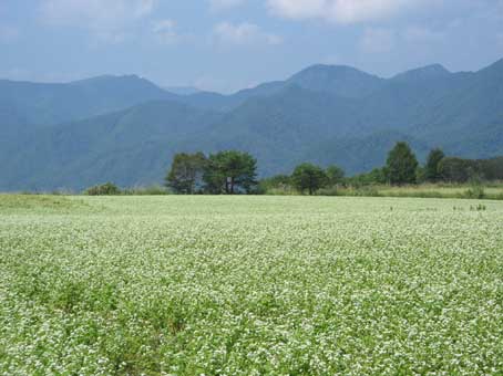 夏の終わりを彩る蕎麦の花_e0165983_1411259.jpg