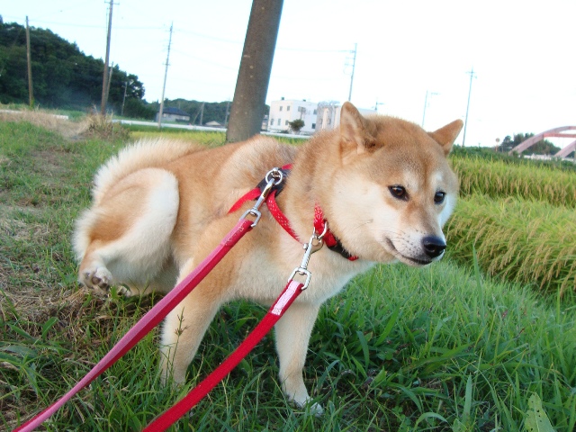 印旛沼_a0126590_23133878.jpg
