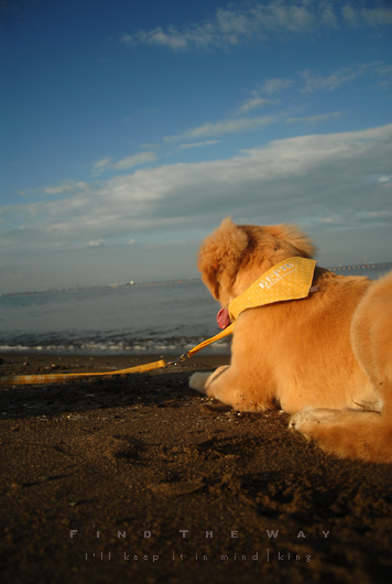 【犬的散歩日和】千葉・いなげの浜 〜 そしてまた、歩き出す_f0054594_428177.jpg