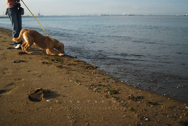 【犬的散歩日和】千葉・いなげの浜 〜 そしてまた、歩き出す_f0054594_4295248.jpg