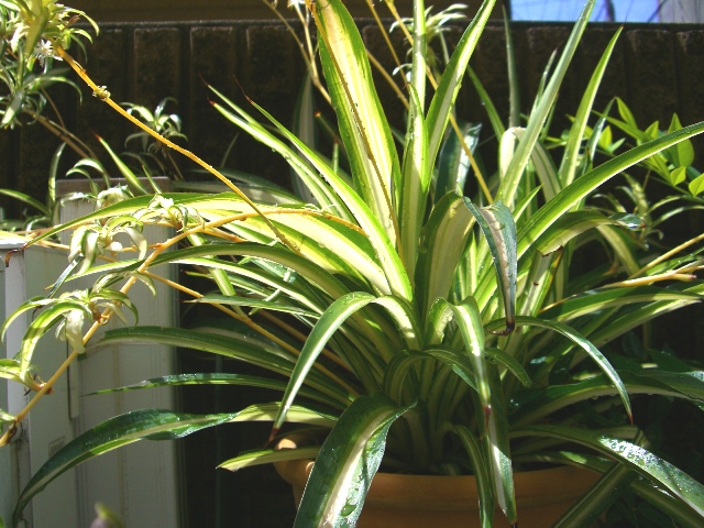 オリヅルランを増やそう まったりと植物な一日 おうちレストラン ｉｎ 入間市 創作イタリわ料理 カメマン