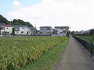 2009年8月27日（木） ； 晴れ_d0051601_2173346.jpg