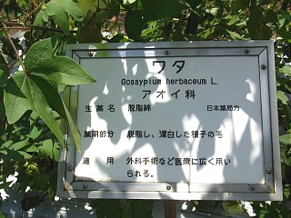 2009年8月27日（木） ； 晴れ_d0051601_8522633.jpg