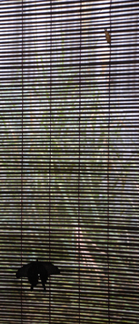 c0049902_921149.jpg