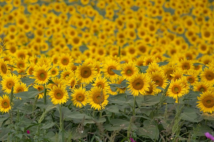 e0031502_957428.jpg