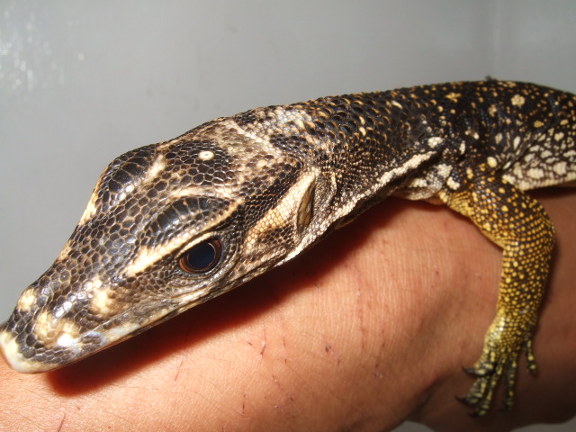 ホワイトヘッドウォーターモニター（中央ネグロス産ワイルドベビー個体