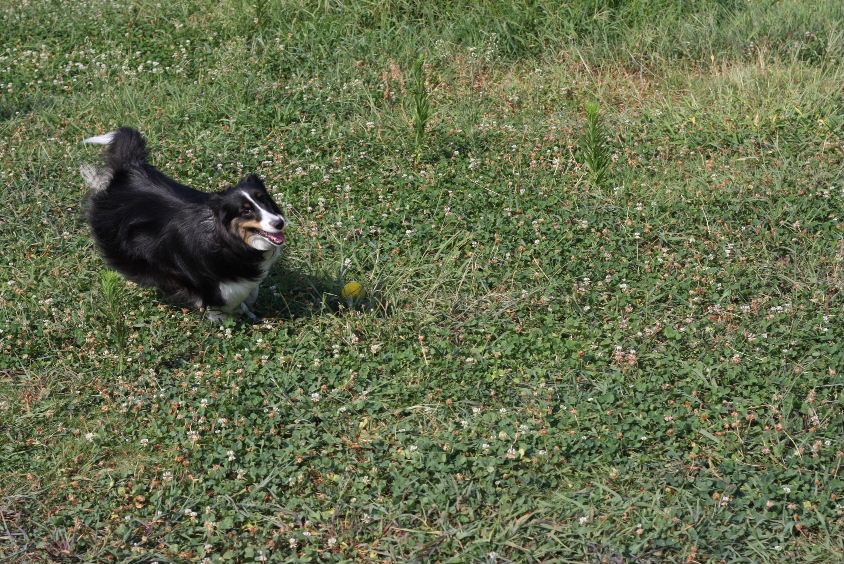 e0130008_227850.jpg