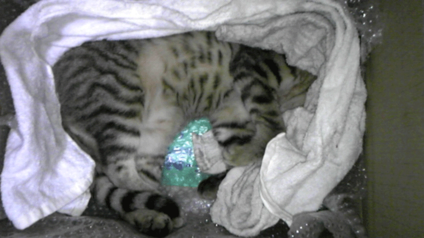 b0189509_2233492.gif