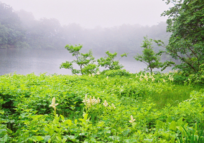 東北・奥羽山脈北部の高山植物の宝庫_a0113718_17215240.jpg