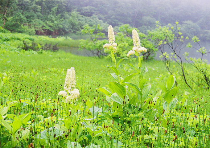 東北 奥羽山脈北部の高山植物の宝庫 Dezire Photo Art