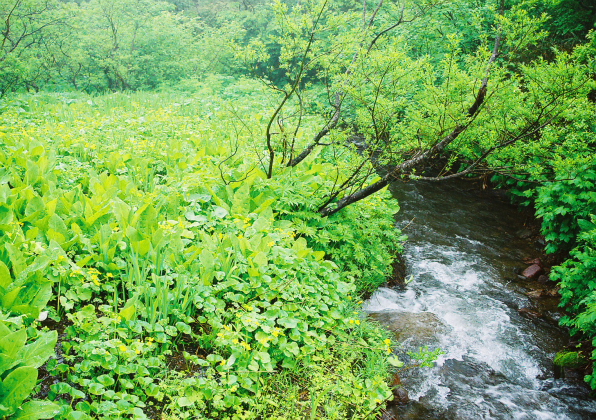 東北・奥羽山脈北部の高山植物の宝庫_a0113718_17323623.jpg