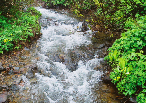 東北・奥羽山脈北部の高山植物の宝庫_a0113718_17332435.jpg