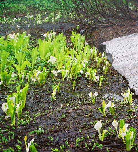 東北・奥羽山脈北部の高山植物の宝庫_a0113718_17341274.jpg