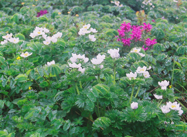 東北・奥羽山脈北部の高山植物の宝庫_a0113718_17351194.jpg