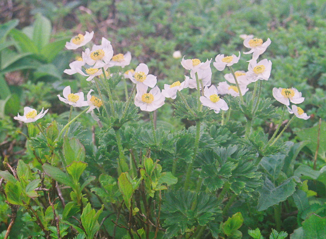 東北・奥羽山脈北部の高山植物の宝庫_a0113718_17424162.jpg