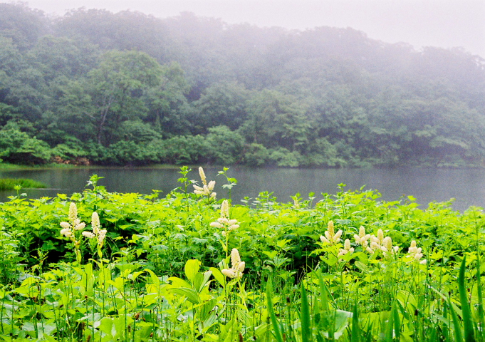 東北・奥羽山脈北部の高山植物の宝庫_a0113718_17471155.jpg